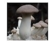 Hlíva máčková (Pleurotus eryngii) 20 ks - podhoubí na kolících