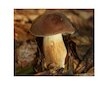 Hřib hnědý ( Boletus badius ) mykorhyzní mycelium