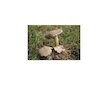 Hřib plstnatý  (Xerocomus subtomentosus)- mykorhyzní mycelium