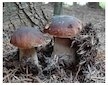 Hřib smrkový ( Boletus edulis ) mykorhyzní mycelium