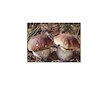 Hřib smrkový ( Boletus edulis ) mykorhyzní mycelium