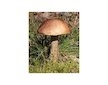 Kozák březový ( Leccinum scabrum ) mykorhyzní mycelium
