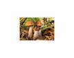 Kozák březový ( Leccinum scabrum ) mykorhyzní mycelium