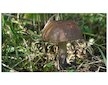 Kozák březový ( Leccinum scabrum ) mykorhyzní mycelium