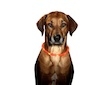 LED obojek dobíjecí Karlie, oranžová 75 cm