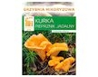 Liška obecná ( Cantharellus cibarius ) mykorhyzní mycelium