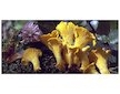 Liška obecná ( Cantharellus cibarius ) mykorhyzní mycelium