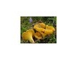 Liška obecná ( Cantharellus cibarius ) mykorhyzní mycelium
