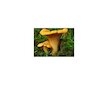 Liška obecná ( Cantharellus cibarius ) mykorhyzní mycelium