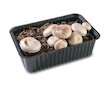 Sada pro pěstování Žampión bílý 3L (Agaricus Bisporus)