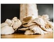Směs pro pěstování Hlíva ústřičná 15kg (Pleurotus ostreatus)
