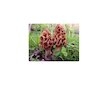 Smrž obecný (Morchella esculenta) mycelium 750ml