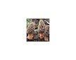 Smrž obecný (Morchella esculenta) mycelium 750ml