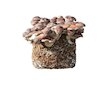 Substrát SHII TAKE - Houževnatec jedlý 3,5kg