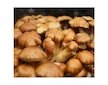 Šupinovka nameko (Pholiata nameko) 20 ks - podhoubí na kolících