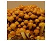 Šupinovka nameko (Pholiata nameko) 20 ks - podhoubí na kolících