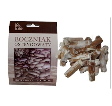 Hlíva ústřičná 20ks - podhoubí na kolících (Pleurotus ostreatus)