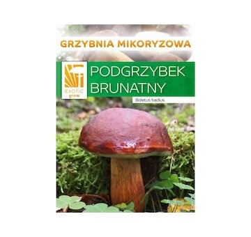 Hřib hnědý ( Boletus badius ) mykorhyzní mycelium