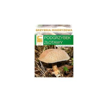 Hřib plstnatý  (Xerocomus subtomentosus)- mykorhyzní mycelium