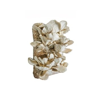 Směs pro pěstování Hlíva ústřičná 15kg (Pleurotus ostreatus)