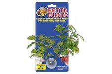 Betta Plant – rostlinka na sklo