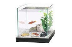 CATGATO Akvarium Cubic cerne 20x20x20
